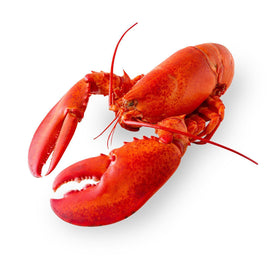 Live Lobster | 1 lb